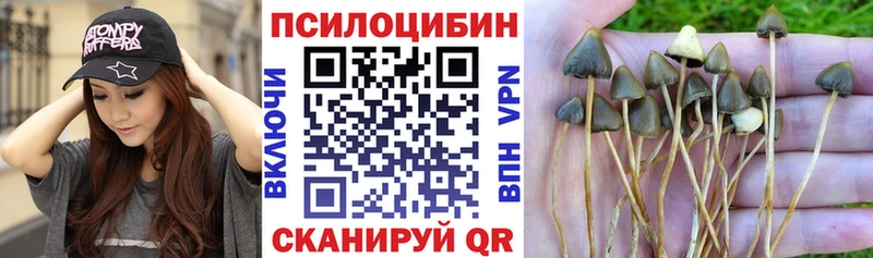 Псилоцибиновые грибы Psilocybine cubensis Тюкалинск